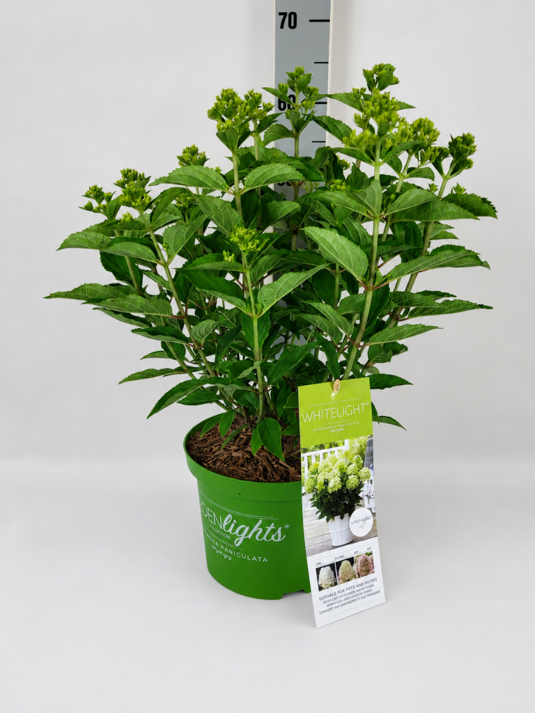 Hydrangea panic. 'Whitelight'  -R- C 5 40- 60, 400 Stück lieferbar, Beladung 3x17, Highlight: Kompakte Rispenhortensie mit großen cremeweißen Blütenrispen, blüht wie ein Blumenstrauß. Sehr hitzefest und regenfest, blüht monatelang durch.

