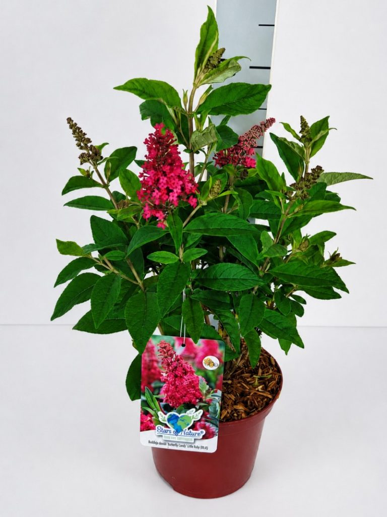 Buddleja dav. 'B. Candy' -R- Little Ruby C 3 30- 40, 450 Stück lieferbar, Beladung 4x21, Highlight: Rote Buddleja, mit Knospen und beginnend blühend, sehen sehr chic aus!
