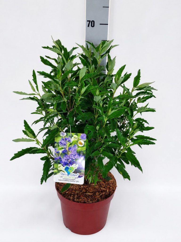 Caryopteris clandonensis 'Grand Bleu'  -R- C 5 40- 60, 395 Stück lieferbar, Beladung 3x17, Highlight: Buschige Pflanzen, demnächst tiefblau blühend!

