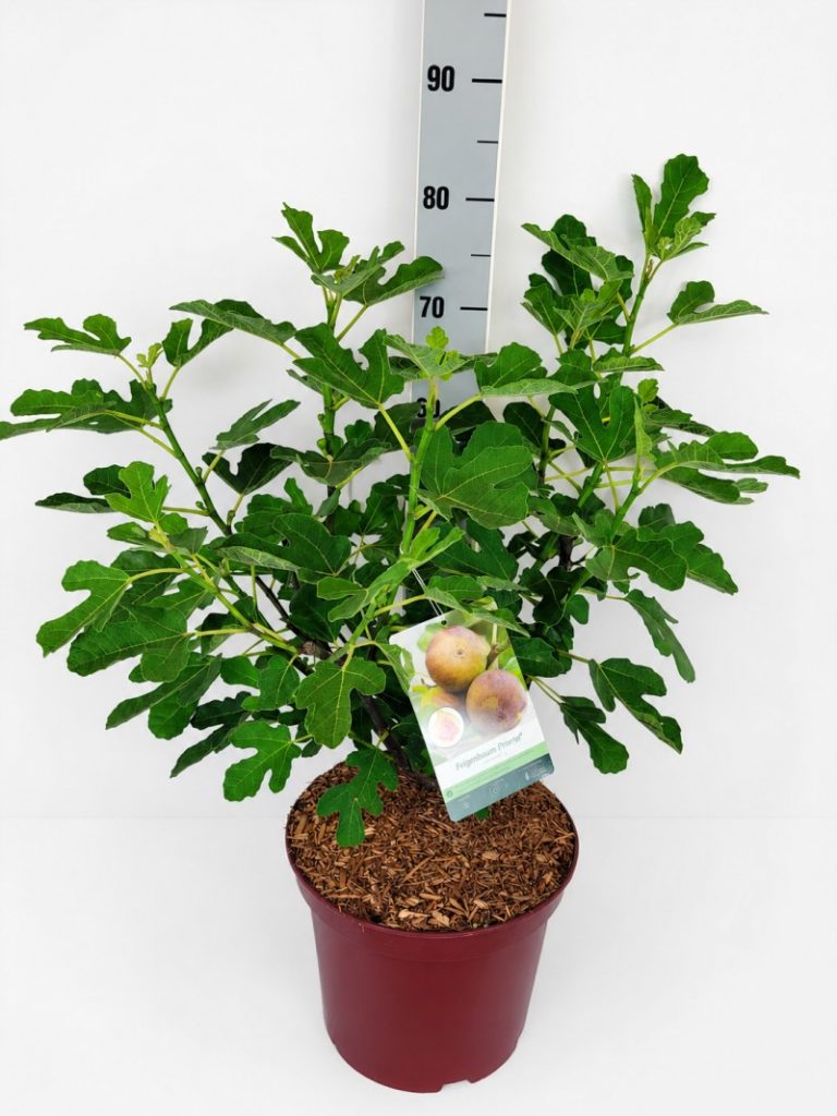 Ficus carica 'Firoma'  -R- C 10 60- 80, 250 Stück lieferbar, Beladung 2x10, Highlight: Sehr kräftige und buschige Pflanzen, bilden jetzt überall kleine Feigen aus, selbstfruchtende und zweimal tragende Sorte, winterhart.
