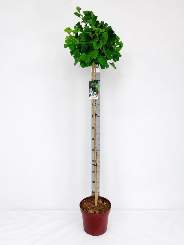 Ginkgo biloba 'Mariken' Sta C 7,5 Krone mehrj. Sth. 120-120, 40 Stück lieferbar, Beladung 1x12, Highlight: Zwerg-Fächerblattbaum Mariken auf Stamm
