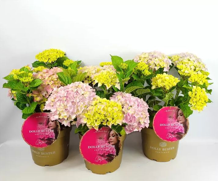 Hydrangea m. 'Dolly Buster'  -R- C 5 goldfarbener Dolly-Buster Topf 30- 40, 400 Stück lieferbar, Beladung 3x17, Highlight: Hortensie Dolly Buster, jetzt anblühend. Pinke Blüte im Goldtopf Dolly Buster!
