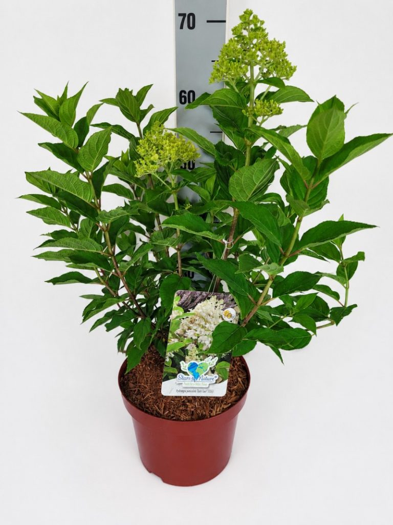 Hydrangea panic. 'Baby Lace' -S- C 5 40- 60, 450 Stück lieferbar, Beladung 3x17, Highlight: Sehr schöne kompakte Rispenhortensie, weiß blühend, offene insektenfreundliche Blüte!
