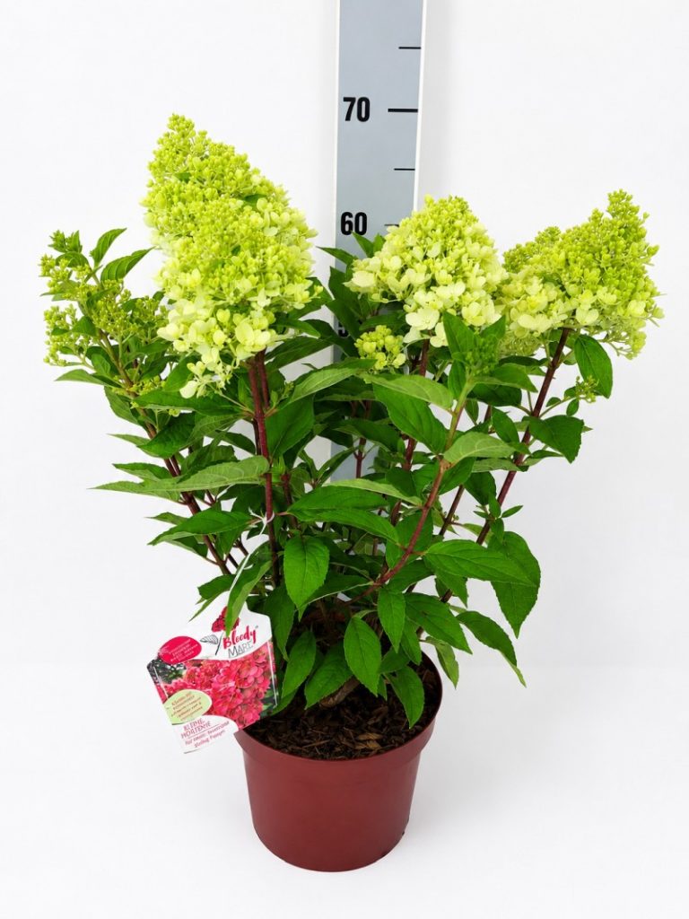 Hydrangea panic. 'Bloody Marie'  -R- C 5 40- 60, 800 Stück lieferbar, Beladung 3x17, Highlight: Die Rispenhortensie Bloody Marie fällt durch einen kräftig buschig-aufrechten Wuchs auf, sehr gesund und vital. Die Blüte startet cremeweiß und verfärbt dann den Sommer über in einen warme Rotton.
