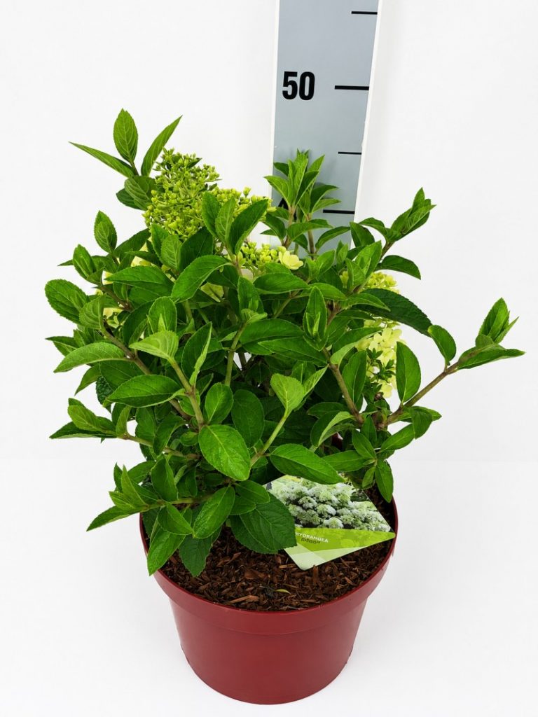 Hydrangea pan. 'Bobo'  -R- C 5 40- 60, 450 Stück lieferbar, Beladung 3x17, Highlight: Buschig, kleine Blütenknospen erkennbar, erste neue Ware!
