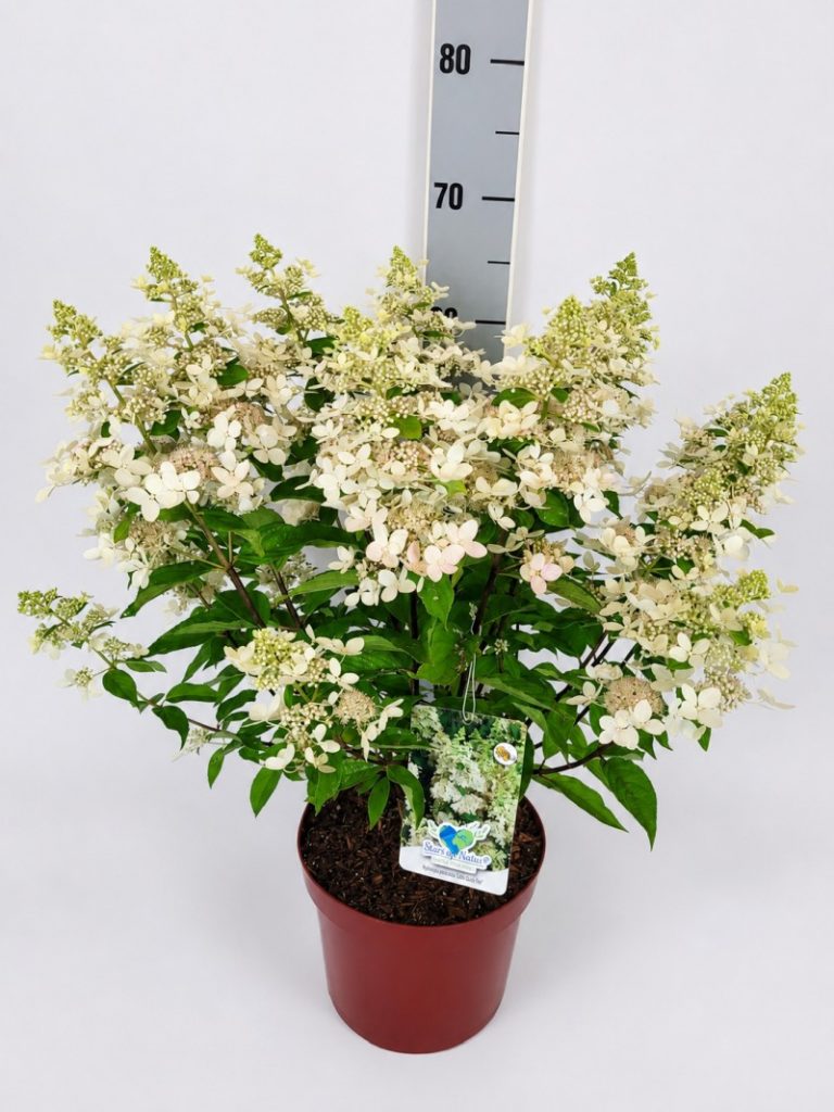 Hydrangea pan. 'Confetti' (S) C 5 40- 60, 400 Stück lieferbar, Beladung 3x17, Highlight: Voll in Blüte - kleine Konfettiartige Blütenblätter. Im Aufblühend weiß, später mit rosa Touch. Offene Blüte mit Nektar für Biene & Schmetterling.
