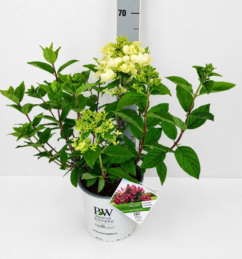 Hydrangea pan. 'Fire Light' R PW C 5 40- 60, 400 Stück lieferbar, Beladung 3x17, Highlight: Knospig bis anblühend - Rispenhortensie aus der Proven Winners Serie. Zuerst weiß aufblühend, wird später fast reinrot!

