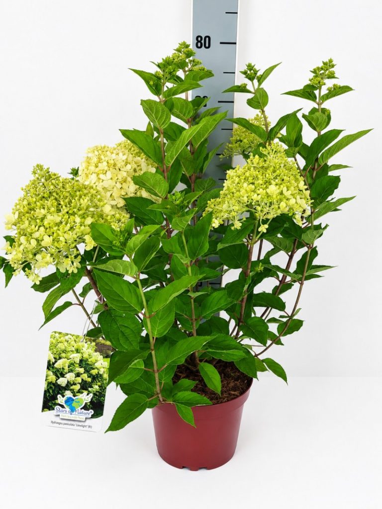 Hydrangea pan. 'Limelight'  -S- C 5 40- 60, 1500 Stück lieferbar, Beladung 3x17, Highlight: Die robuste und immer vollblühende Rispenhortensie Limelight, im Aufblühen grünlich, später cremeweiß. Aktuell farbezeigend bis anblühend, 3 Sätze verfügbar.
