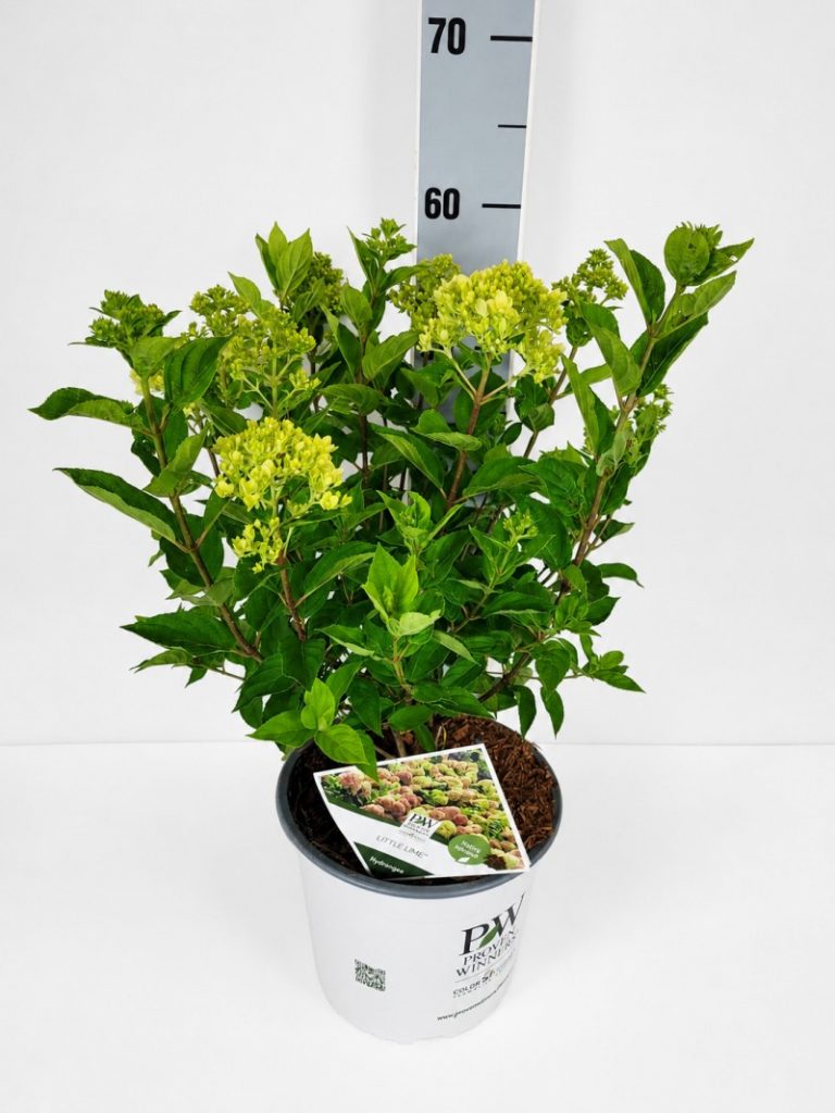 Hydrangea pan. 'Limelight'  -S- C 5 40- 60, 1500 Stück lieferbar, Beladung 3x17, Highlight: Die robuste und immer vollblühende Rispenhortensie Limelight, im Aufblühen grünlich, später cremeweiß. Aktuell farbezeigend bis anblühend, 3 Sätze verfügbar.
