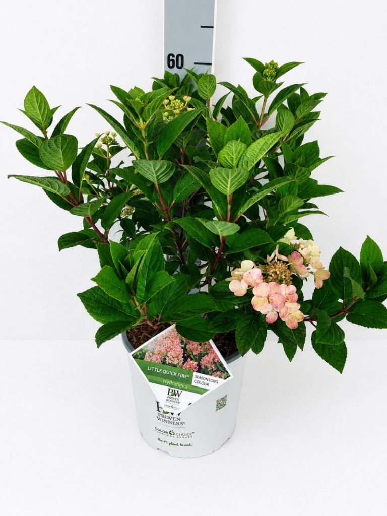 Hydrangea pan. 'Little Quick Fire' R S PW C 5 40- 60, 450 Stück lieferbar, Beladung 3x17, Highlight: Rispenhortensie mit rötlichen Ästen und Blattstielen. Ganz tolles Laub, fast viburnumartig. Cremeweiß aufblühend, später rosarot verfärbend.
