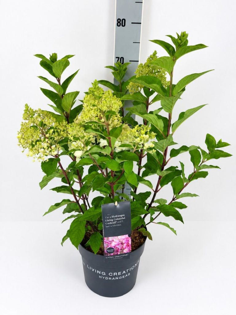 Hydrangea panic. 'Living Colourful Cocktai C 5 40- 60, 400 Stück lieferbar, Beladung 3x17, Highlight: Rispenhortensie aus der Living Creations Serie mit sehr schönem Farbspiel - weiß startend und dann rosarot verfärbend.
