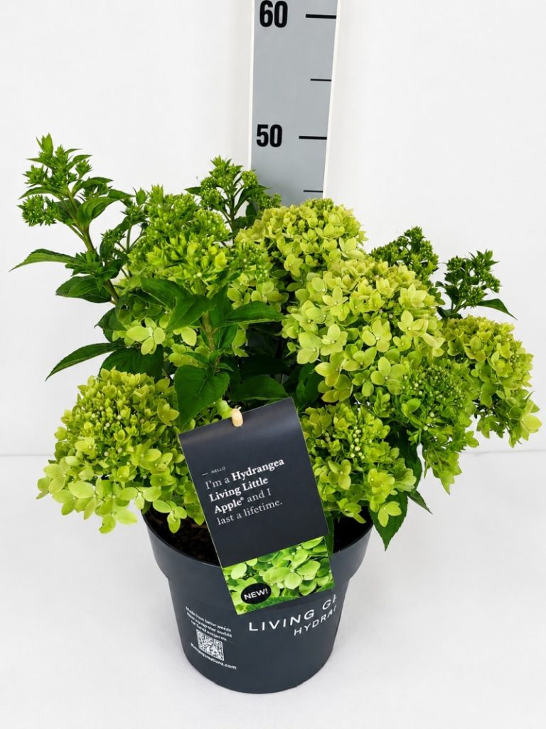 Hydrangea pan. 'Living Little Apple' (R) C 5 40- 60, 400 Stück lieferbar, Beladung 3x17, Highlight: Kompakte Rispenhortensie aus der Living Creations Serie mit grüner apfelfarbener Blüte!
