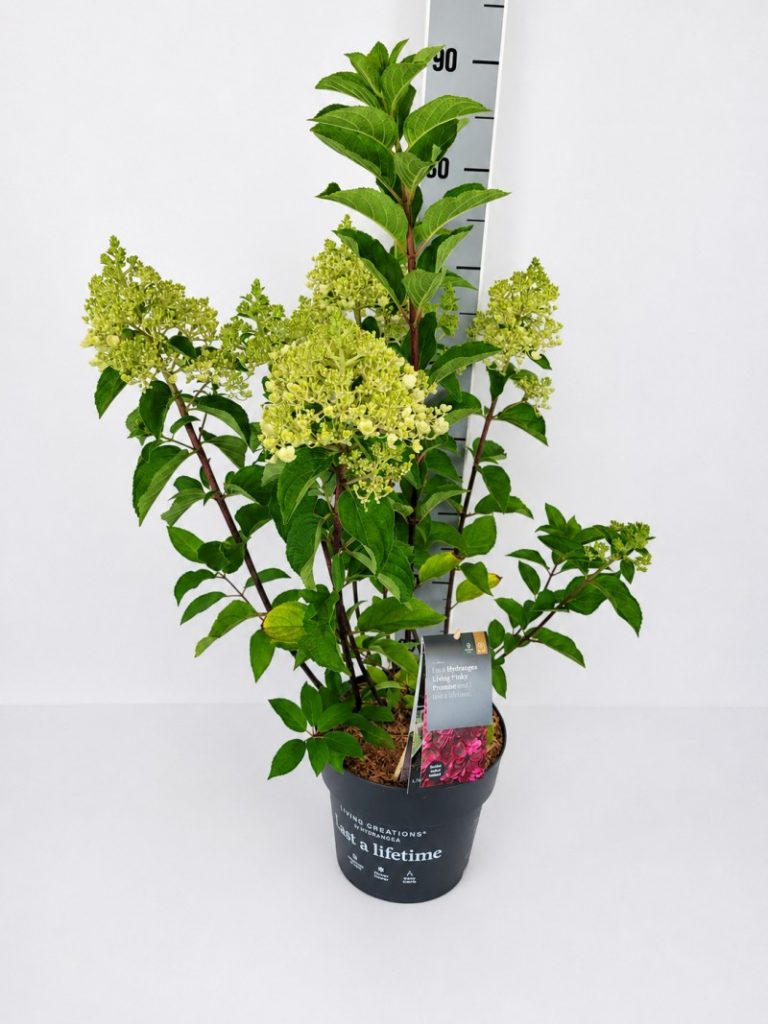 Hydrangea panic. 'Living Colourful Cocktai C 5 40- 60, 400 Stück lieferbar, Beladung 3x17, Highlight: Rispenhortensie aus der Living Creations Serie mit sehr schönem Farbspiel - weiß startend und dann rosarot verfärbend.
