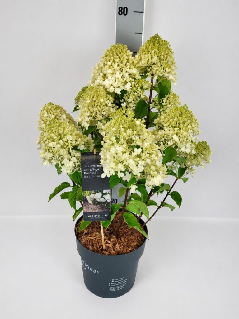 Hydrangea panic. 'Living Sugar Rush'  -R- C 5 40- 60, 400 Stück lieferbar, Beladung 3x17, Highlight: Rispenhortensie aus der Living Creations Serie, schöne große weiße, zuckerhutartige Blüten
