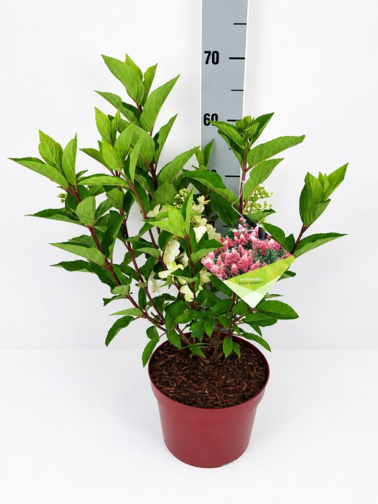 Hydrangea pan. 'Pinky Winky'  -R- C 5 40- 60, 400 Stück lieferbar, Beladung 2x17, Highlight: Rispenhortensie mit schönem Farbspiel, die Blüte beginnt cremeweiß, um dann über rosa hin zu pinkrot zu verfärben. Offene Blüte mit Nektar für Biene und Schmetterling.
