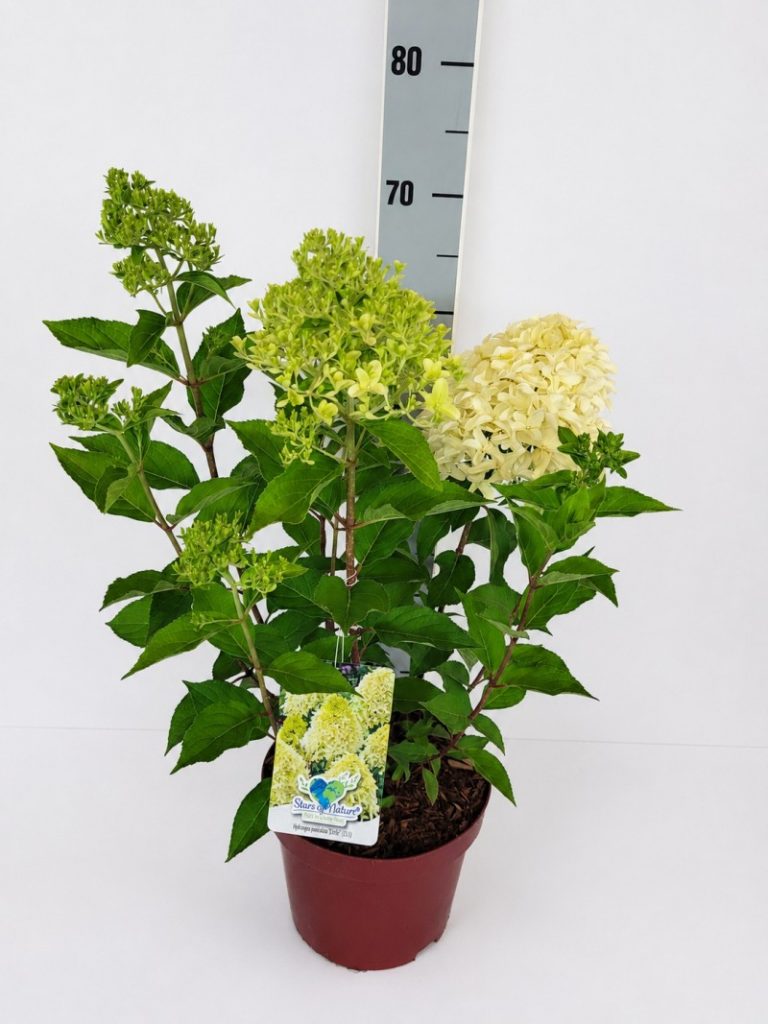 Hydrangea pan. 'Pinky Winky'  -R- C 5 40- 60, 400 Stück lieferbar, Beladung 2x17, Highlight: Rispenhortensie mit schönem Farbspiel, die Blüte beginnt cremeweiß, um dann über rosa hin zu pinkrot zu verfärben. Offene Blüte mit Nektar für Biene und Schmetterling.
