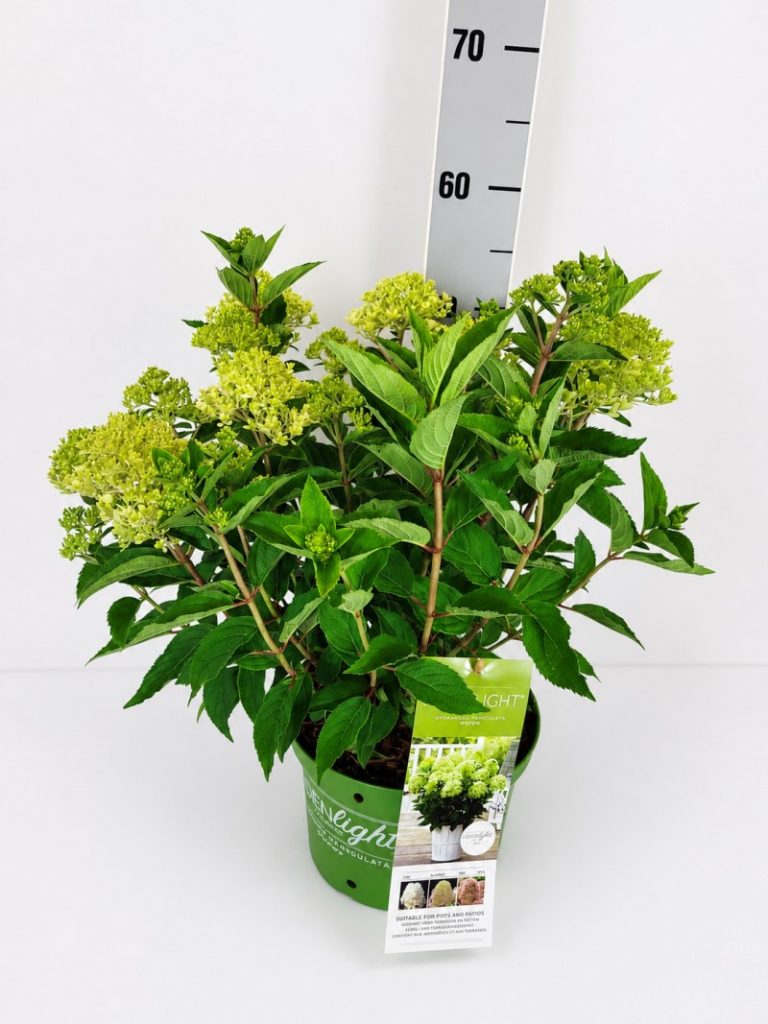 Hydrangea panic. 'Whitelight'  -R- C 5 40- 60, 1800 Stück lieferbar, Beladung 3x17, Highlight: Kompakte Rispenhortensie mit cremeweißer Blüte, sehr hitze- und regenfest, blüht wochenlang mit sehr vielen Blüten - eine der besten Sorten im Sortiment!
