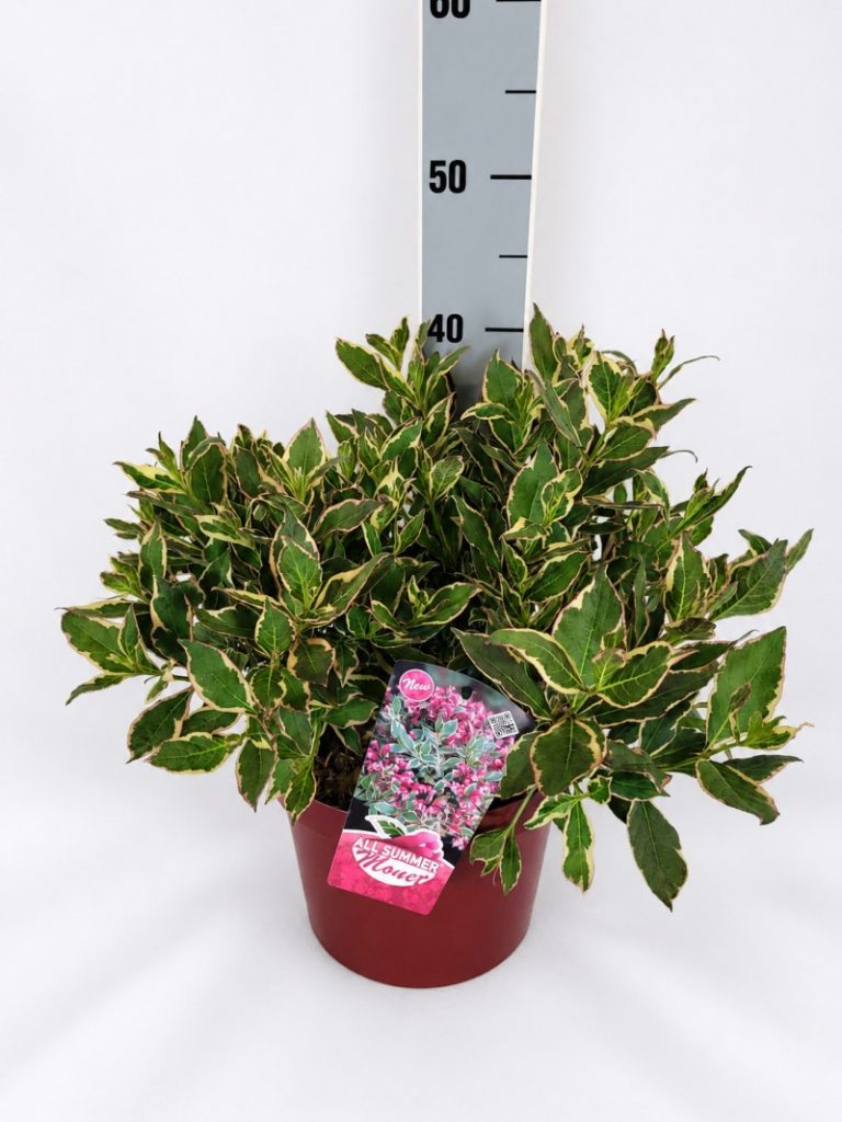 Weigela florida 'All Summer Monet'  -R- C 5 40- 60, 450 Stück lieferbar, Beladung 3x17, Highlight: Neu bei Helmers - Weigelie mit sehr schönem Farbspiel!
