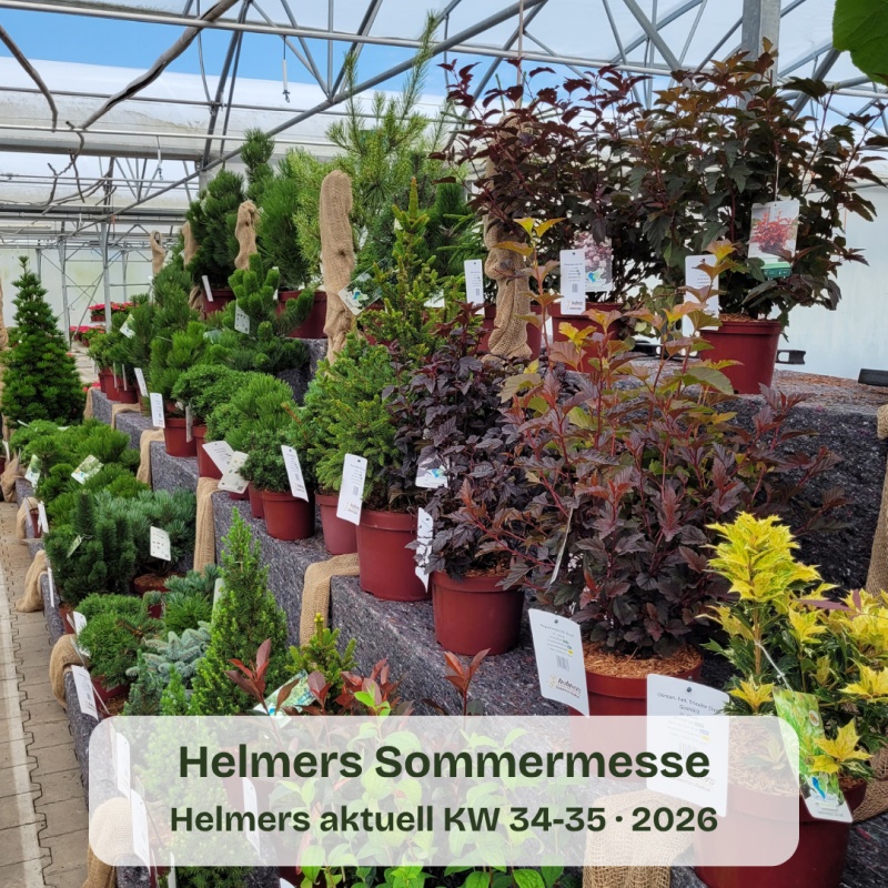 Helmers Sommermesse 2026