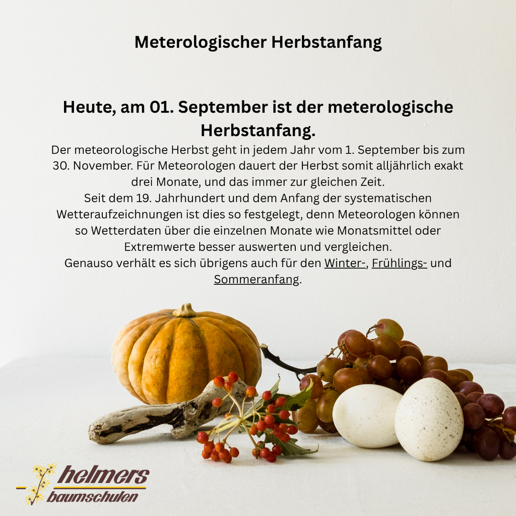 Text über meterologischen Textanfang, außerdem als Deko ein Kürbis, Weintrauben, Vogelbeere